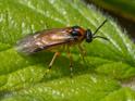 Athalia rosae (Turnip Sawfly).jpg
